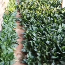 大棚菠菜热卖中，，精品菠菜有需要的老板可以联系我