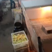 大品种鹅苗，保证成活率，出壳防疫，质量保证，送货上门