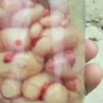 新鲜的腌鸡子