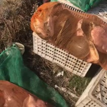 外塘生态老甲鱼七年以上口感好