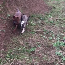 四川川东猎犬产地直供可以视频在线观看支持一亩