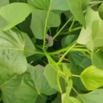 一年四季提供优质高产红薯苗