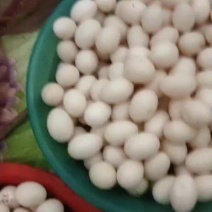 种鸽鸽蛋欢迎你的到来