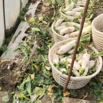 蔬菜
