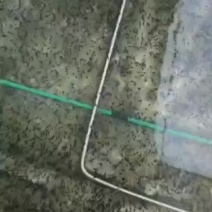 牛蛙苗