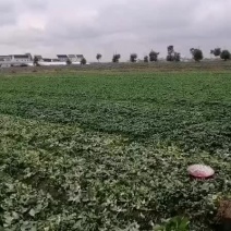 松江大米