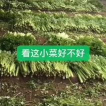 小帅蔬菜货站西芹大量供应