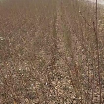 河南周口毛桃苗，桃树苗大量出售，百亩基地，诚信经营，量大从优