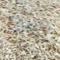 苤蓝干有需要随时联系我，价格可以商量