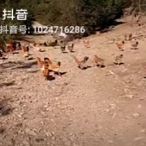 纯天然的散养鸡