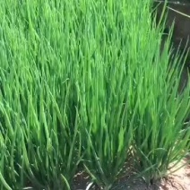 小葱
