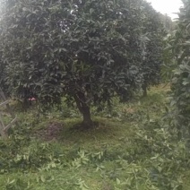 龙桂