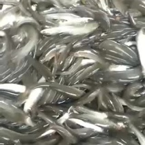 优质淡水银鳕鱼苗大鳞鲃鱼苗淡水鱼苗高档鱼苗活体