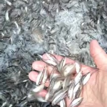 鲈鱼苗淡水路亚苗鲈鱼苗活体活体淡水鱼苗加州鲈鱼苗