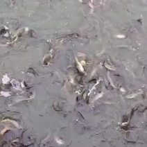 台湾小泥鳅苗新鲜幼苗台鳅寸苗青鳅苗活体