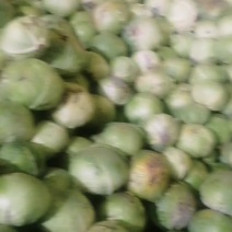 大圆菜出售
