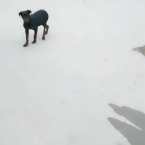 苏联红狗仔