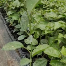 黄金百香果嫁接苗需要的联系我