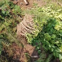 佛手苗