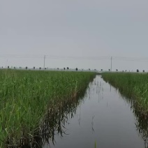 小龙虾