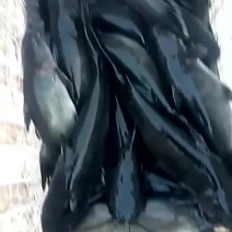 网箱鱼鮰鱼（水库江团鱼）