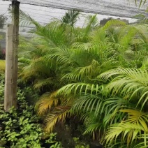 散尾葵种植基地