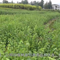 湖北神仙豆腐树苗基地批量供应观音豆腐树苗臭黄金树