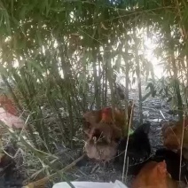 放养鸡