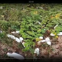 冬瓜棒型白冬瓜种子高产抗病自然存放一年没问题