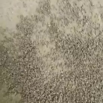 八角种子每年的大红种子