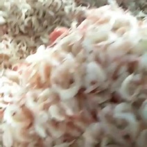 长年批发各种海产品，虾皮，海米，大虾，南极鳞虾，各种鱼类