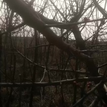红梅常年供货，量大从优合作共赢
