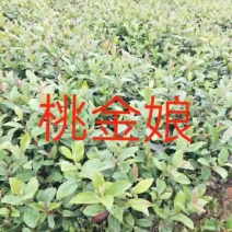 桃金娘苗(桃金娘批发)桃金娘价格，长期供应