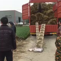 自产自销的柳叶空心菜老杆，它长出来的菜口感清脆细嫩