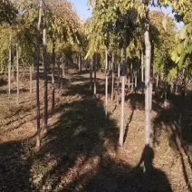 金叶垂榆圃地苗规格全价格合理东北金叶垂榆树