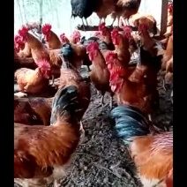 杂生鸡土杂生鸡和三黄杂生鸡