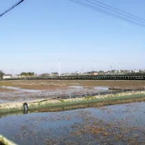 蟹和蟹苗