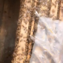 蜜蜂意大利蜜蜂群。单王群可维持15筐左右。