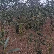 四季桂花