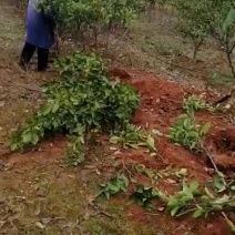 出售各品种柚子树苗，当年少量挂果，量大从优
