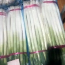 精品大葱，河南，日本钢葱