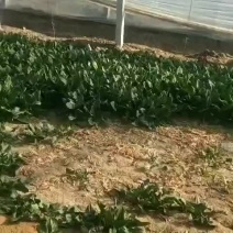 菠菜