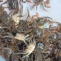 大闸蟹蟹苗开始放苗了