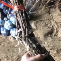 甜蜜蓝宝石葡萄苗