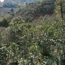 普洱茶