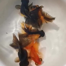 蝶尾