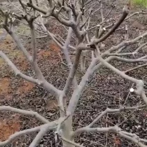 出售4年以上江西中花吴茱萸树