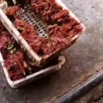 香椿