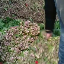 高杆菠菜