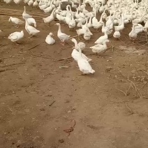鹅